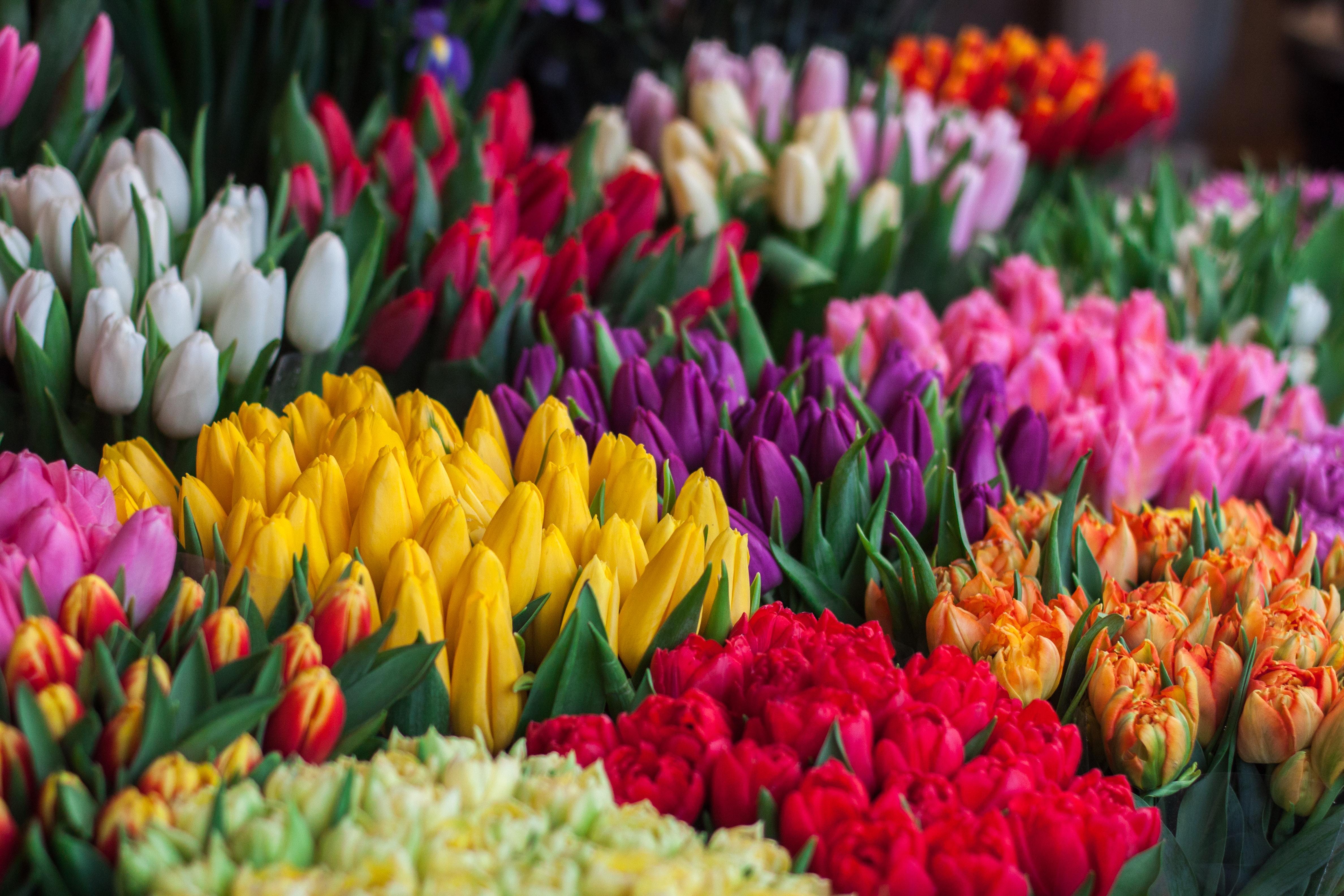 Flores-de-varios-colores